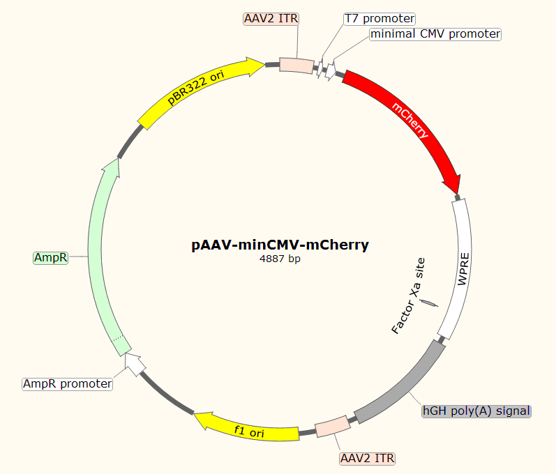 pAAV-minCMV-mCherry载体图谱